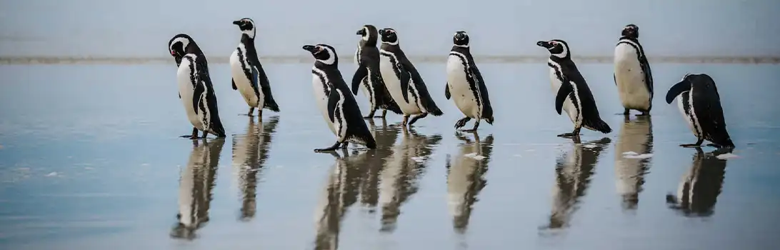 Saunders Island