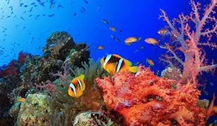 Images of Red Sea